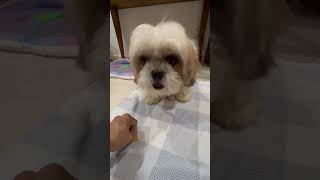 Furbies need also snack time asmr shortvideo dog pets shihtzu [upl. by Aerbas]