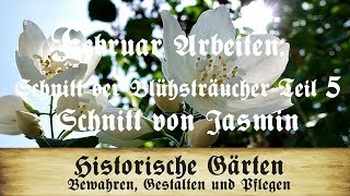 Arbeiten im Februar Blütensträucher schneiden TEIL 5 Schnitt von sommerblühendem Jasmin [upl. by Ariait]