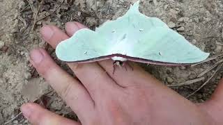 Flightless Japanese Luna Moth on My Hand [upl. by Alberto]