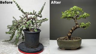 Creating Bonsai from Dwarf Jade Plant  Repotting  Pruning  Wiring  Portulacaria Afra [upl. by Rugg463]