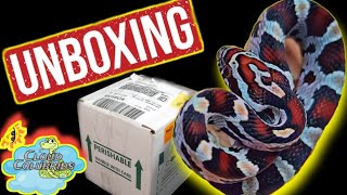 Unboxing Some Amazing Snakes 🐍 [upl. by Areta]