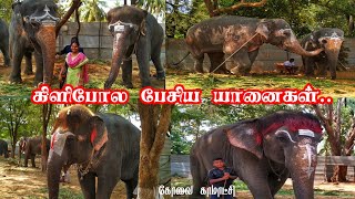 யானைகளுடன் ஒரு நாள் அனுபவம்  elephant video  thekkampatti elephant camp  elephant camp 2021 யானை [upl. by Llezom]