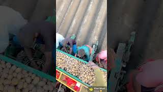 Potato planter🥔🥔 viralmusic farming farmers khanbhaini tractorvideo machine grow trend [upl. by Collimore]