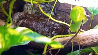 Tuto Tribolonotus Gracilis Scinque Crocodile  Surprise [upl. by Saraann304]