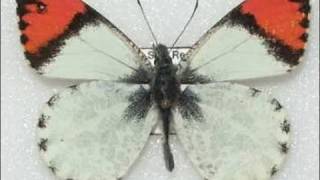 Sara Orange Tip Butterfly Life Cycle 720p HD V08224 [upl. by Tioneb734]