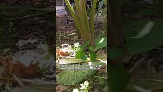 video berkebun bertani tanaman village villagelifestyle villagevlog villagefoodfoodblogger [upl. by Arette893]