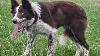 Gwyddil Ruby Lot 107 Online Dolgellau 111124 [upl. by Felicity]