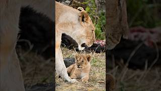 The lioness is feeding milk to her cubs kruger national park  south africa  latest sightings [upl. by Laertnom]