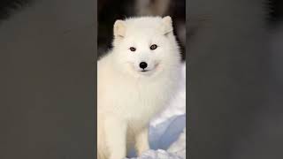 edmforever fox wolfandfox music cute wolflove animals wolfmix song wolfsong [upl. by Ycam]