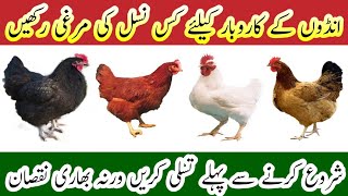 Chicken amp Egg Production Farming Business  Best Breed for Egg Farming  very informative video [upl. by Wake]