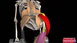 Gluteus Maximus Muscle [upl. by Atkins791]