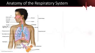 The Lungs Part 1  Respiratory System Anatomy The Path Air Takes Through the Respiratory System [upl. by Adnilasor465]