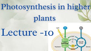 Photosynthesis in higher plants Lecture  10 [upl. by Birchard]