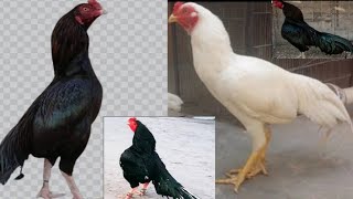 Black aseel murga kha ja rha haiBlack Aseel chickenQadeer vlogs [upl. by Aimekahs782]