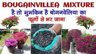 बोगनविलीआ मिक्सचर है तो मुमकिन है पौधे का फूलों से भर जाना Bougainvillea Fertilizer for blooming [upl. by Sprung]