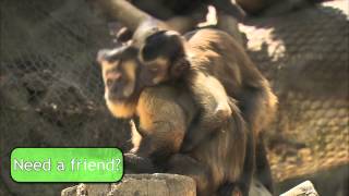 Capuchin Monkeys [upl. by Darom817]