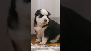 Puppy Playtime dog dogs doglovers puppy puppyvideos puppies [upl. by Wyon308]