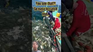 Incredible Scoop Fisherman Easily Nets a School of Yellowtail Trevally AmazingCatch [upl. by Tad]