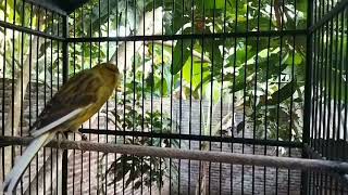 Luxurious London Canary Singing  Canary Training [upl. by Kinimod323]