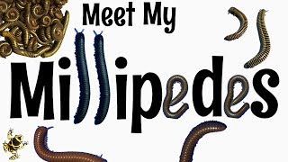 Meet my Millipedes [upl. by Jaret]