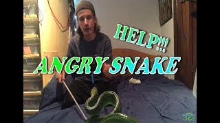 HOW TO RELAX A PET SNAKE [upl. by Antoine]