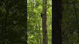 Baby Black Bear Climbing a Tree Run [upl. by Bassett]