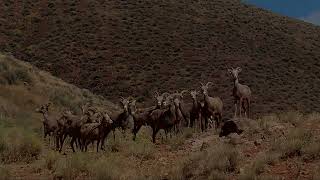 Desert Bighorn Mountain Sheep Middlegate Nevada [upl. by Slaohcin]