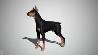 Doberman RealTime [upl. by Penthea]