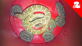 Rattlesnake Gives Birth to 9 Babies in a Backyard [upl. by Alinna]