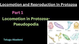 Locomotion and Reproduction in Protozoa Part 1 pseudopodia locomotion reproduction protozoa [upl. by Vinaya]