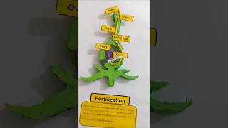 Pollination and Fertilization🌷shorts schoolpollinations flowersreelsviralvideo subscribe [upl. by Zampino966]