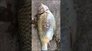 Dropsy Fish Disease l Fish Farming shorts agriculture krishi shortsvideo [upl. by Yekcor824]