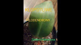 Kłopotliwe filodendrony [upl. by Lac]