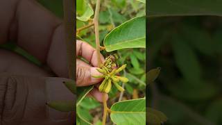 Uvaria rufa fruits settled in our Ramanujans garden exoticfruitplants tropicalfruit nature [upl. by Yauq301]