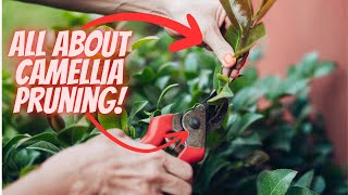 How and When to Prune a Camellia [upl. by Yecnay250]