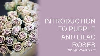 Introduction to Lilac and Purple Roses  Wholesale Flowers UK and Academy  Triangle Nursery [upl. by Entroc]