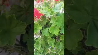 Geranium cover coversong geranium gardening flowerplants redflower trendingreels dekhona [upl. by Necaj]