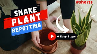 Snake Plant Repotting  6 Easy Steps  SHORTS  MOODY BLOOMS [upl. by Lucita791]