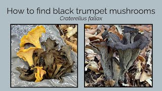 How to find black trumpet mushrooms Craterellus fallax  flame chanterelles Craterellus ignicolor [upl. by Oni]