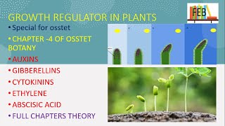 growth regulators in plants for osstet [upl. by Aurthur249]