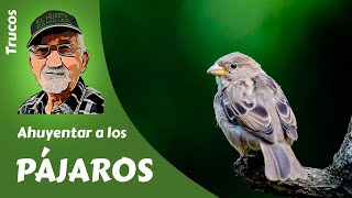 ESPANTAR PÁJAROS Cómo ahuyentar a los pájaros sin hacerles daño [upl. by Yeta]