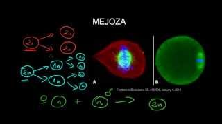 Mejoza  na drodze do rozmnażania płciowego [upl. by Ettigdirb]