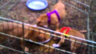 Dogue de Bordeaux Cross French Mastiff puppies 9 weeks [upl. by Chassin]