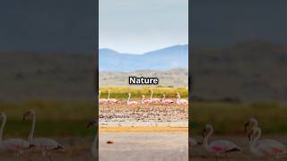 Facts about lake natron 🏞️ shorts [upl. by Darrick180]