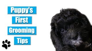 Puppys First Grooming Tips [upl. by Ettelohcin]