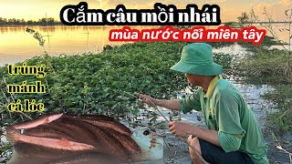 Cắm Câu Mồi Nhái Dính Cá Lóc Thấy Ham • Bữa Cơm Gia Đình Ngon Nhất Của Con  Bông Lúa Đồng Tháp [upl. by Pollux]