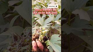 How to grow sweet potato vine at homeशकरकंद की बेल घर पर कैसे उगाएँ besthangingplant propagation [upl. by Nana]