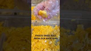 Freeze Dried Eggs from our Backyard 🥚🐓 freezedryer harvestright freezedriedeggs chickens [upl. by Leamiba763]