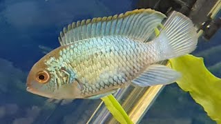 Electric blue acara cichlid care guide  how to care tank mates feeding and breeding Electric blue [upl. by Sandell]