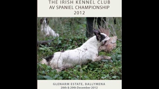 2012 Irish AV Spaniel Championship held at Glenarm Estate [upl. by Arriat729]